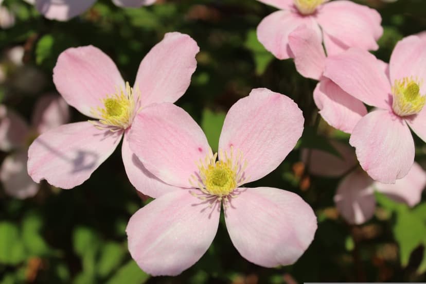 Pink Clematis flowers with yellow centers bloom against a blurred green leaf background in a vertical view.