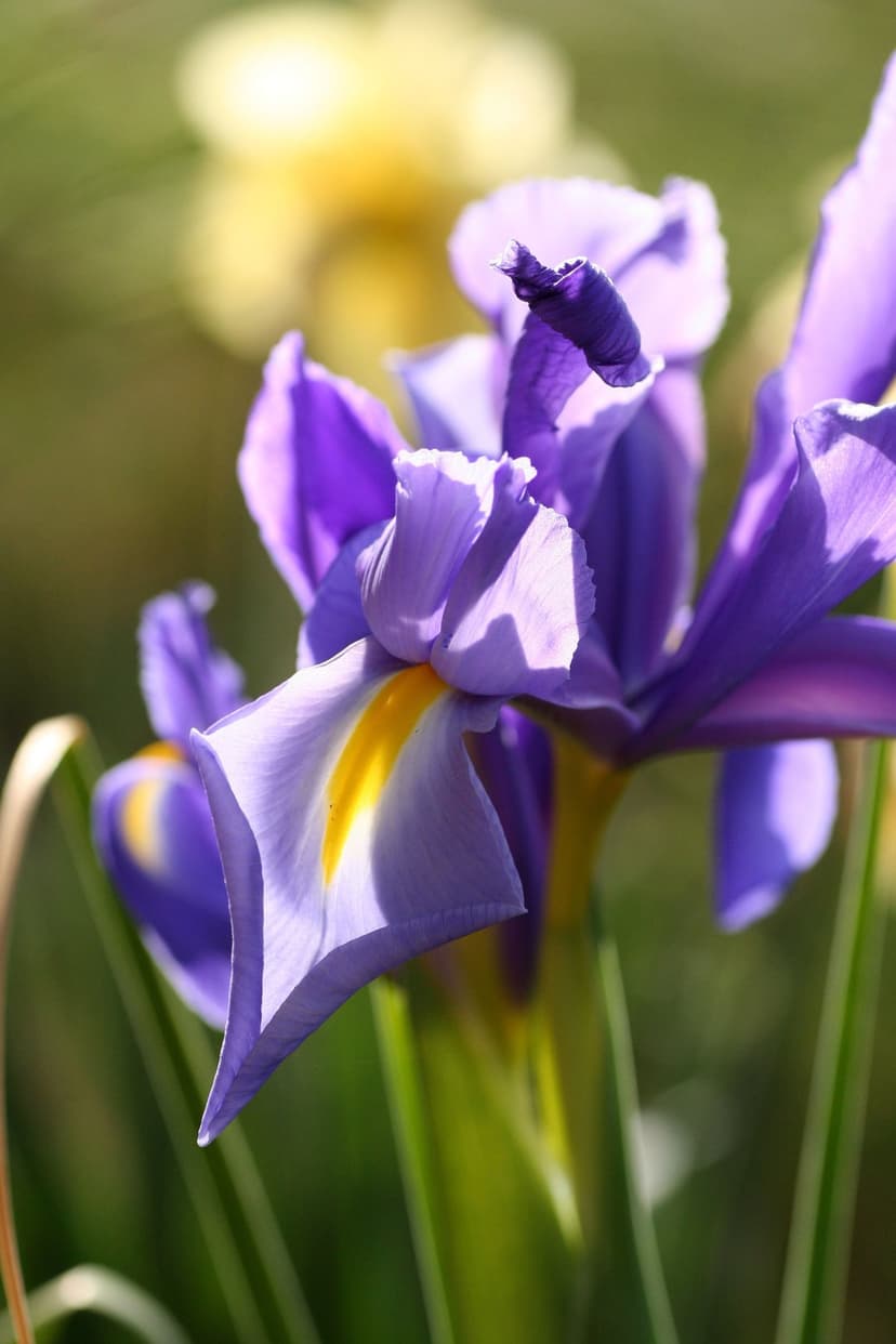 Purple iris flower petals with yellow markings captured in a macro close-up against a soft green bokeh background.