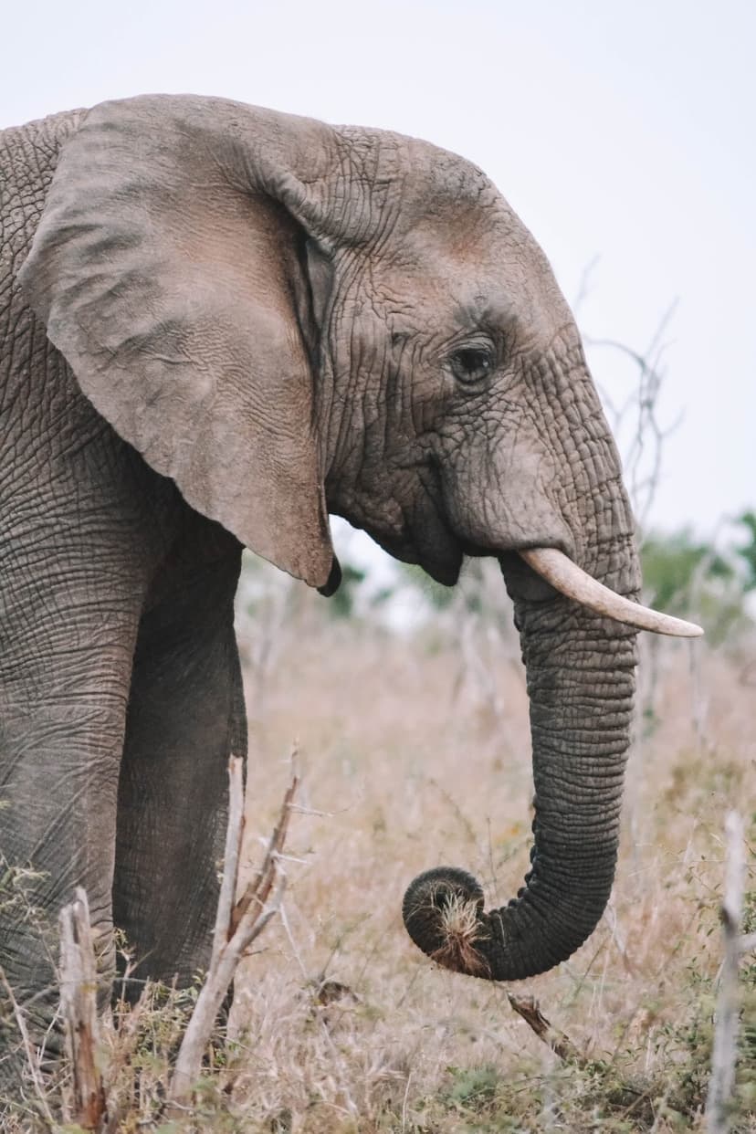 African elephant head with deeply wrinkled grey skin, a dark eye, and a curled trunk near dry savanna vegetation.