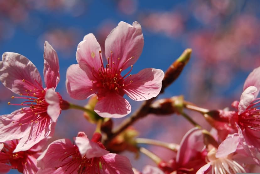 Pink cherry blossoms with visible stamens and delicate petals against a clear blue sky in a macro close-up.