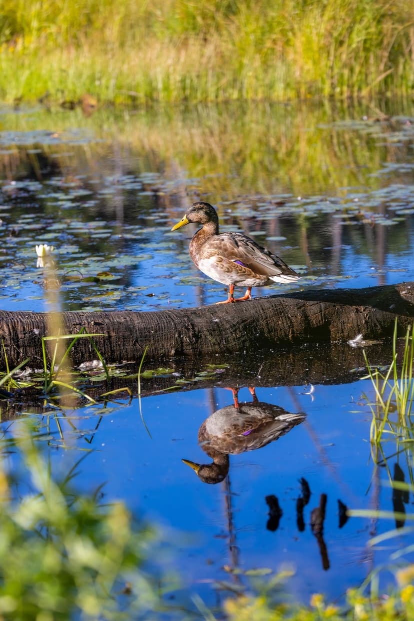 Mallard duck standing on a dark log with its reflection in a still pond surrounded by green lily pads.