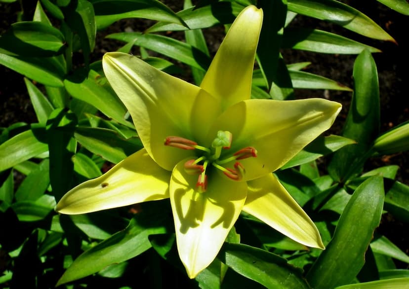 Yellow lily flower petals and pollen-covered stamens are surrounded by dark green leaves in bright sunlight.