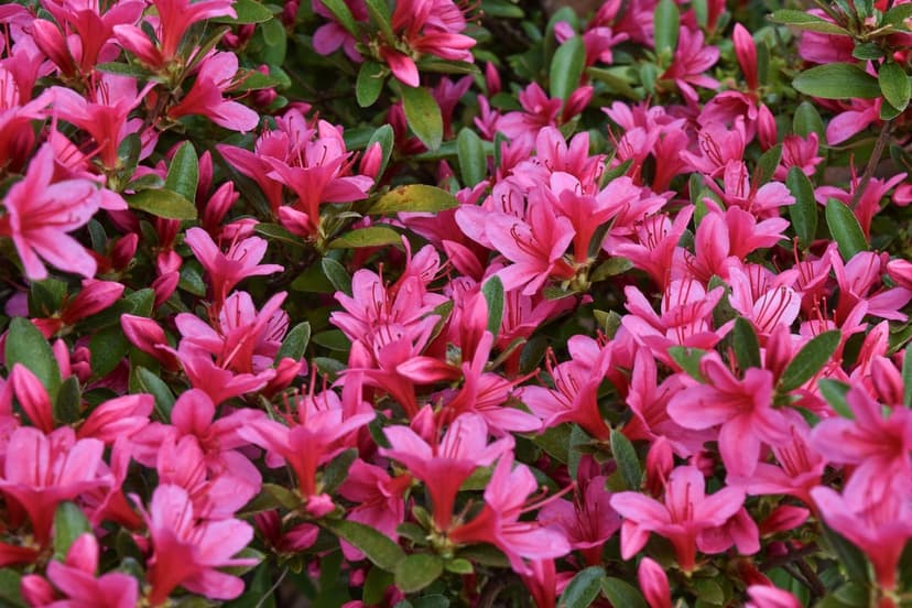 Pink azalea flowers with delicate petals and green leaves are shown in a close-up shot with soft focus background.