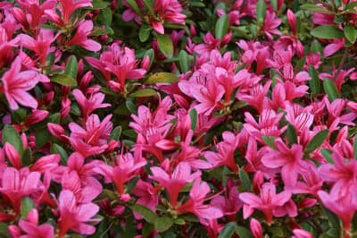 Vibrant Pink Azalea Flowers in Full Bloom