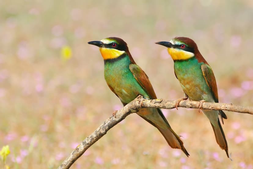 European Bee-eaters with teal and gold feathers sit on a branch before a blurred field of pink wildflowers.