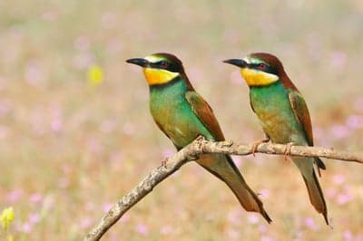 Two colorful European Bee-eaters perched on a branch