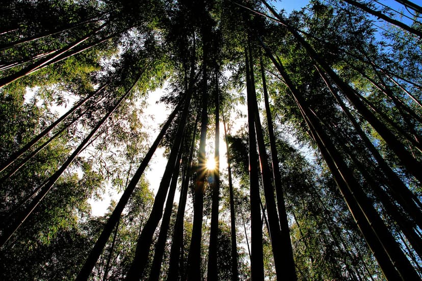 Towering bamboo stalks reach toward a radiant sunburst with shimmering light rays and green forest foliage.