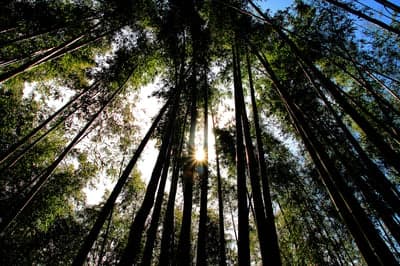 Sunlight Filtering Through Tall Bamboo Forest