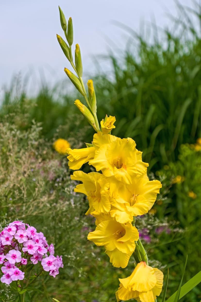 Yellow gladiolus flowers with ruffled petals bloom on a tall stalk in a garden with soft pink phlox background.
