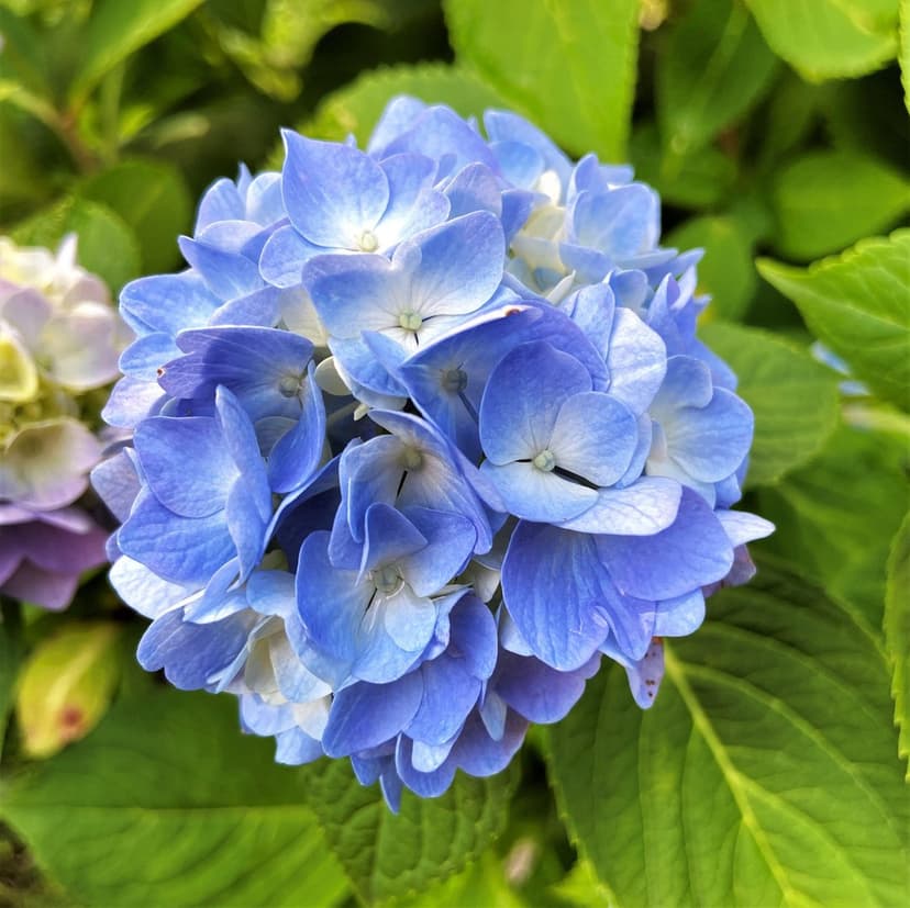 Blue hydrangea flower cluster with soft petals and white centers against a blurred green leaf background.