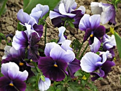 Vibrant Bicolor Pansies Macro Wallpaper for Mobile