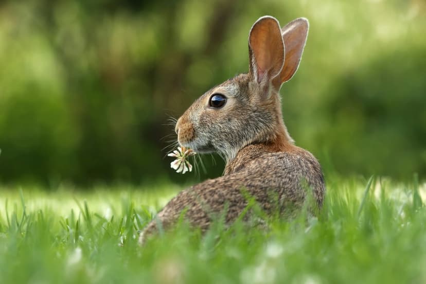 Brown rabbit nibbles a small white flower while resting in vibrant green grass under soft outdoor light.
