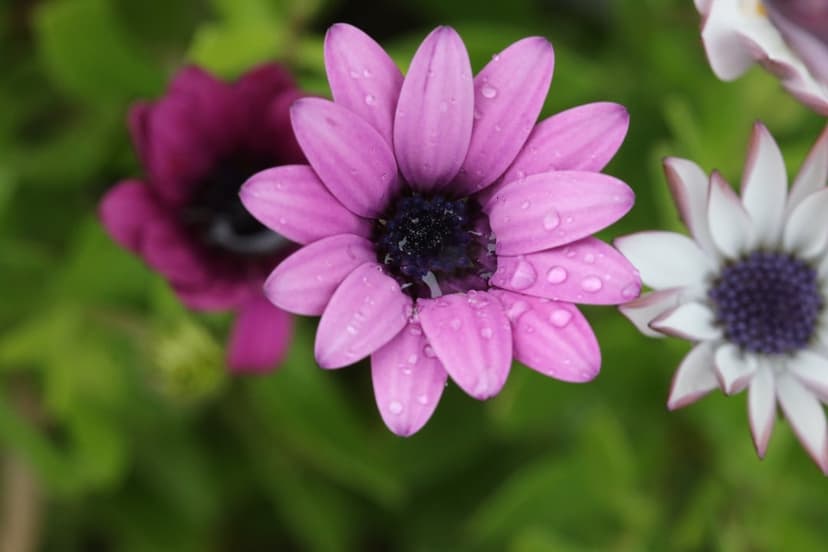 Pink daisy covered in clear dew drops with a blurred purple flower and green foliage in a macro nature shot.