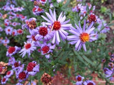 Close-up Purple Aster Blooms and Orange Centers Wallpaper