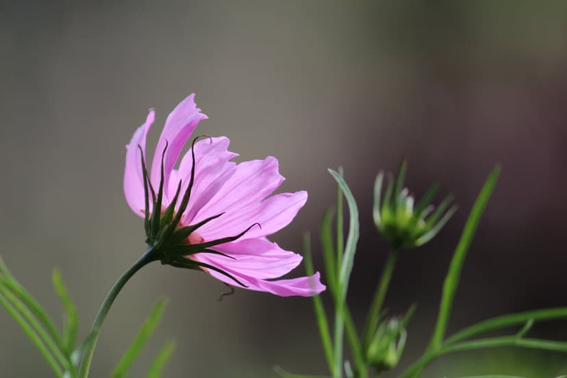 Pink cosmos flower with translucent petals backlit by the sun, showing green buds and a slender stem in a garden.