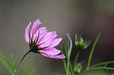 Close-up of a backlit pink cosmos flower