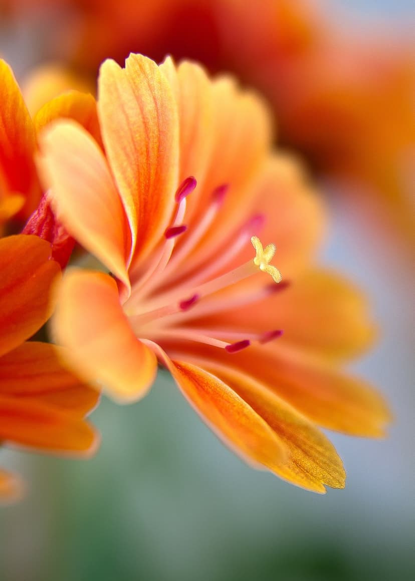Orange flower petals and stamen shown in a sharp macro close-up with a soft blurred garden background.
