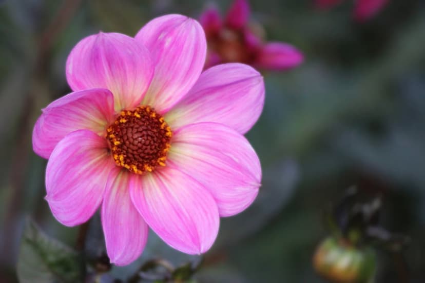 Pink dahlia flower in full bloom showing layered petals and a dark textured center against a blurred green backdrop.