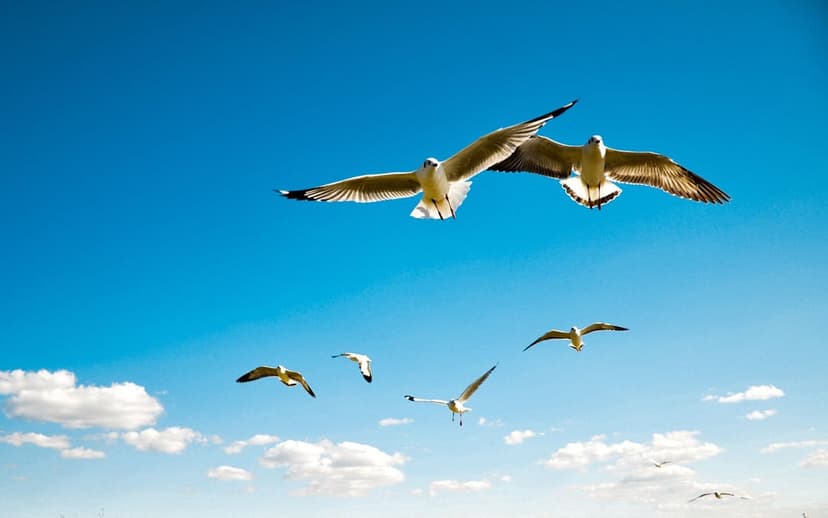 Seagulls soar with outstretched wings amidst soft white clouds in a bright blue sky during a clear summer day.