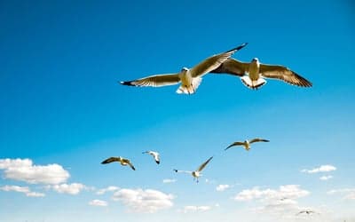 Seagulls soaring in a bright blue sky with clouds