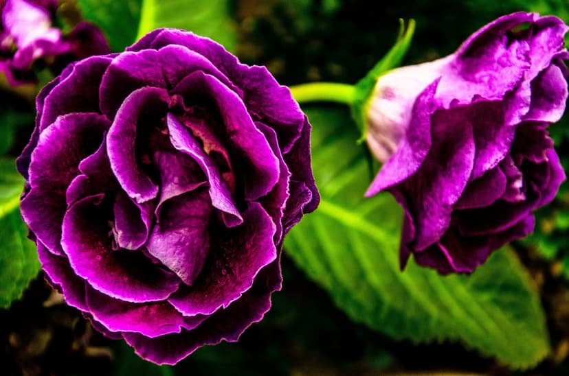 Purple gloxinia flowers with soft velvet textures and white edges nestled within dark green leaves.