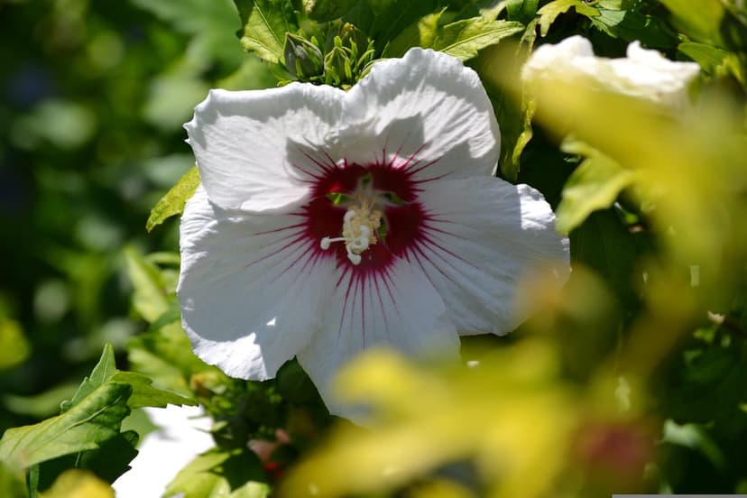 White hibiscus flower with red veins and a crimson center set against a blurred green and yellow background.