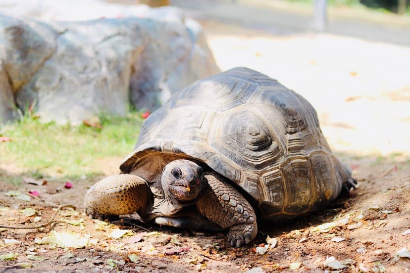 Giant tortoise with a textured shell sits on dry soil near a rock formation in a sunny outdoor setting.