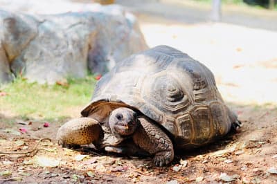 Giant tortoise resting on the ground in natural habitat