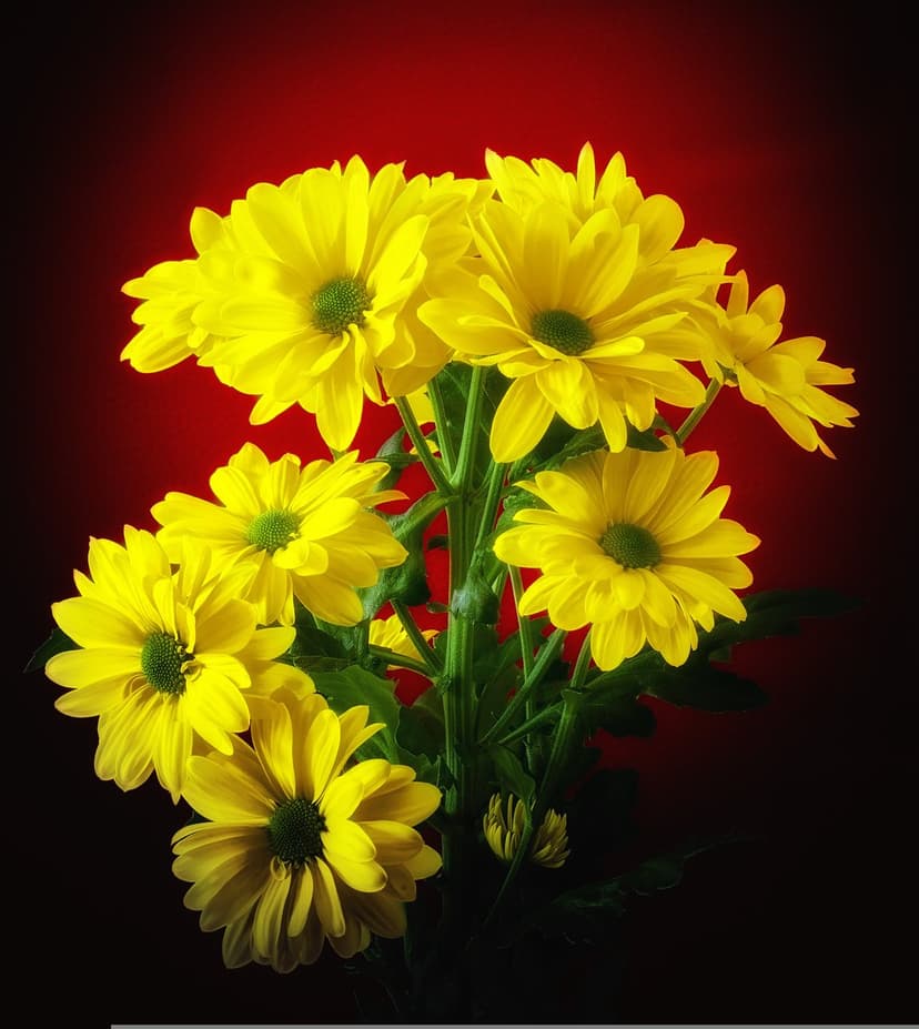 Yellow chrysanthemum flowers with green centers appear in a cluster against a dark red and black background.