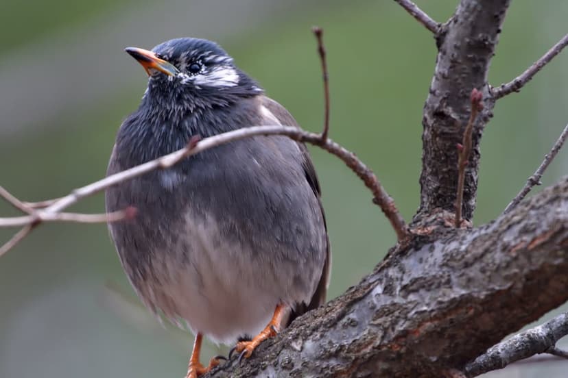 Chestnut-tailed Starling with a white head and dark feathers perching on a textured branch against a soft background.