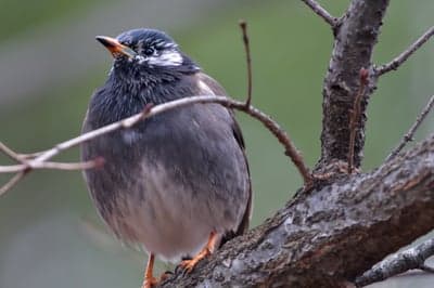 Chestnut-tailed Starling perched on a tree branch