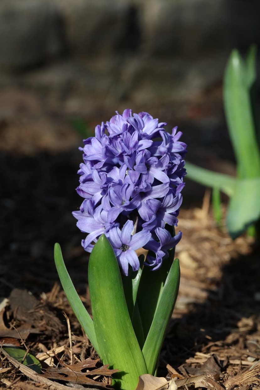 Purple hyacinth flower with dense florets and green leaves emerges from garden mulch in a vertical composition.