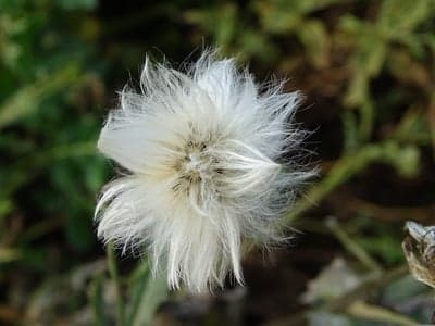 Soft White Dandelion Seed Head Macro Phone Wallpaper