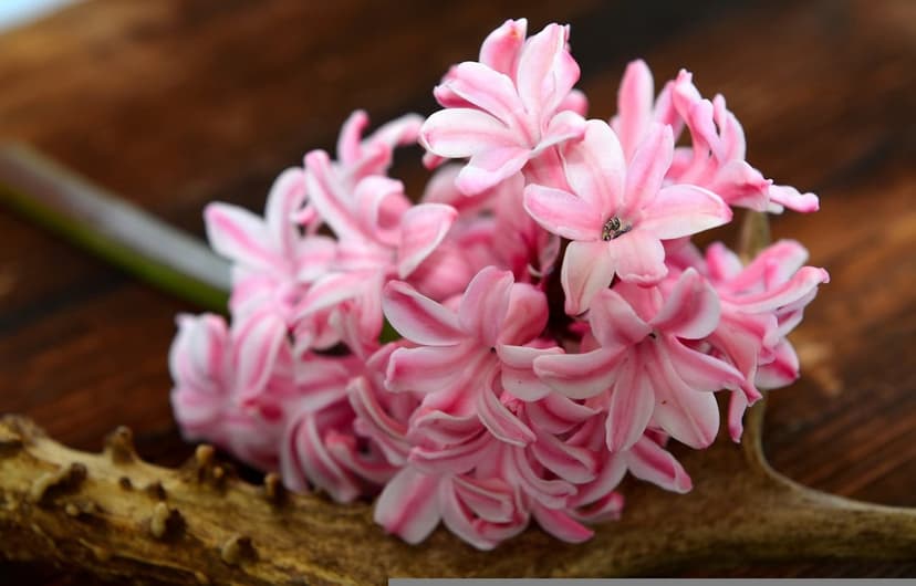 Pink hyacinth blossoms with striped petals lie on a rustic wood surface next to a textured white antler piece.