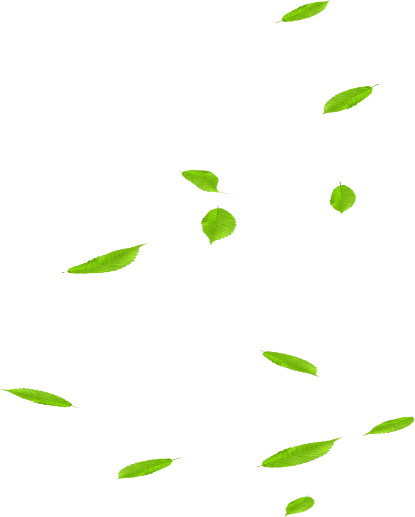 Green leaves scattered in a random pattern featuring varying shapes and vibrant botanical textures on transparent.