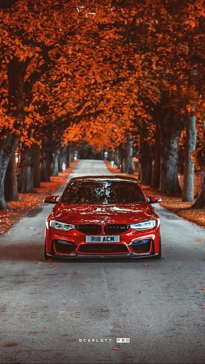 Red BMW M4 Autumn Drive on Leafy Road