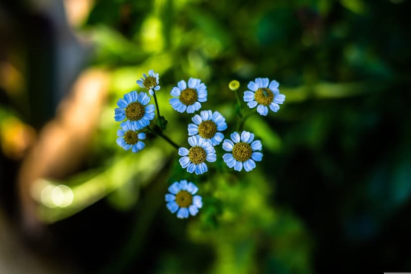 Light blue chamomile flowers with yellow centers sway in soft sunlight against a blurred green leafy background.