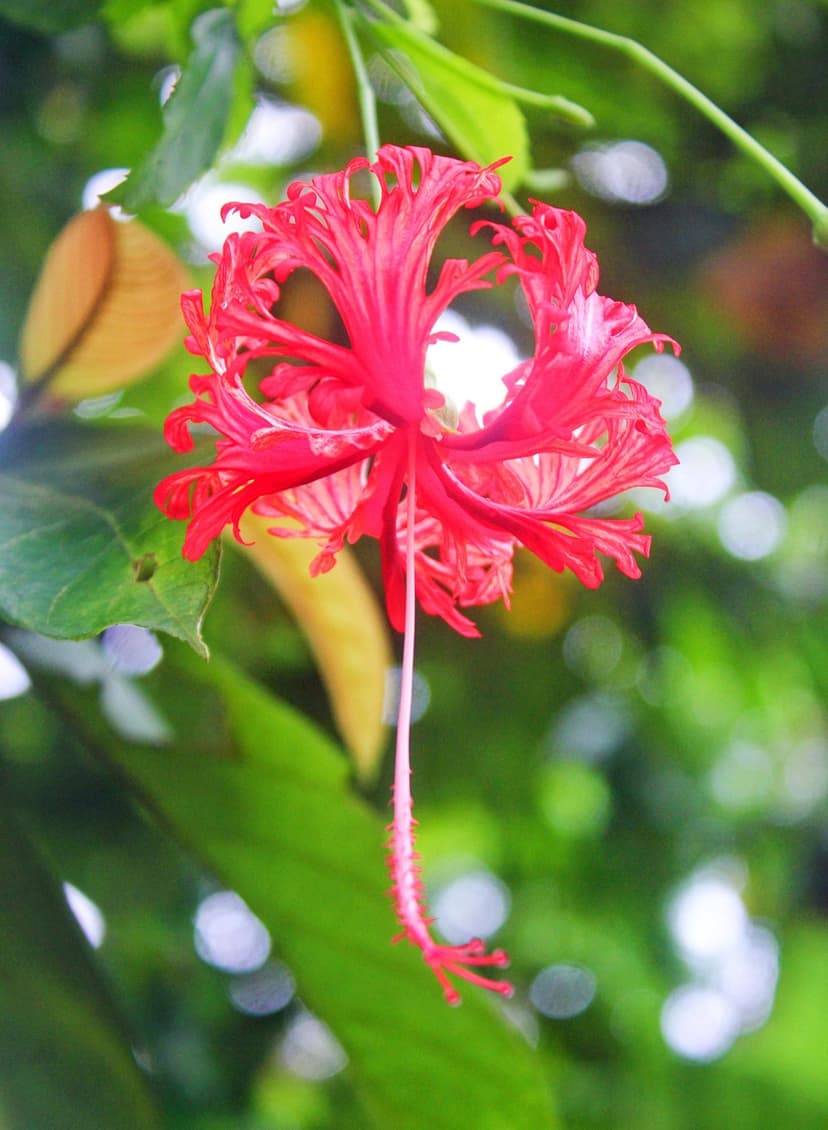 Red fringed hibiscus flower with ruffled petals and a long pistil hanging against a blurred green leaf background.