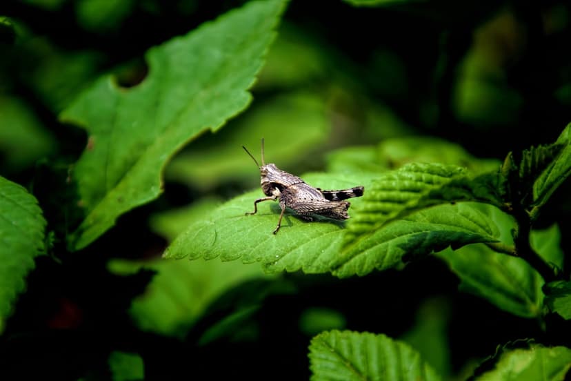Small grasshopper with detailed legs perched on a bright green leaf against a blurry dark forest background.