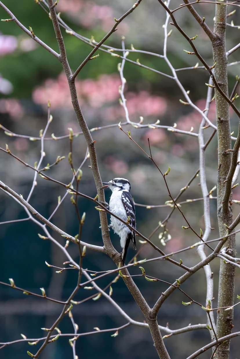 Downy Woodpecker with black and white plumage perches on a budding branch surrounded by soft pink spring blossoms.