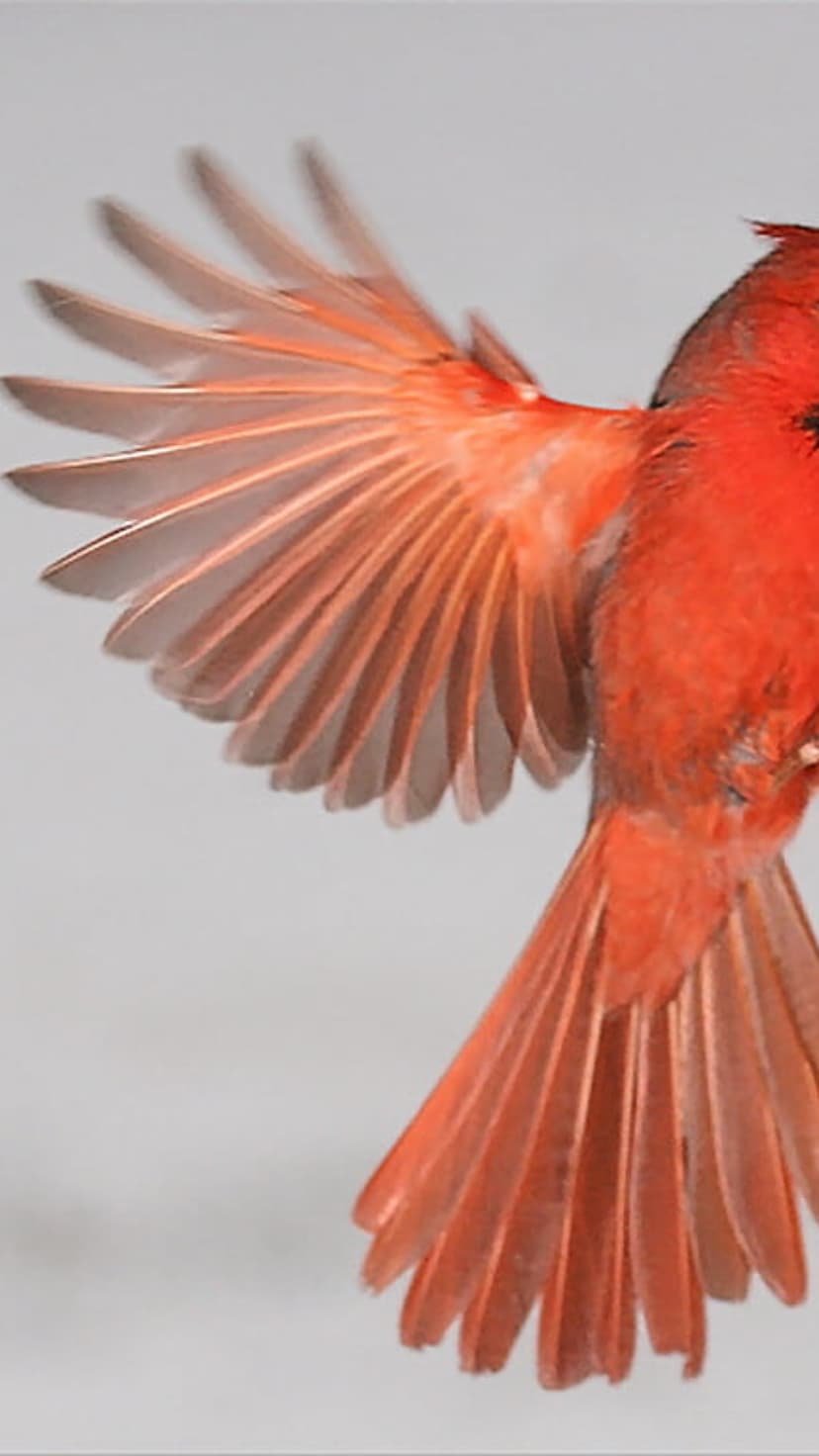 Red cardinal bird soaring with fully extended wings and spread tail feathers against a blurred neutral background.