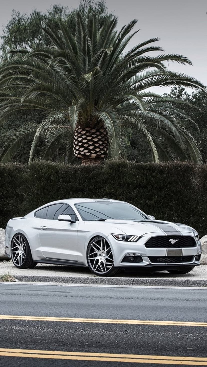 Silver Ford Mustang with black racing stripes parked on a roadside next to a palm tree and a manicured green hedge.
