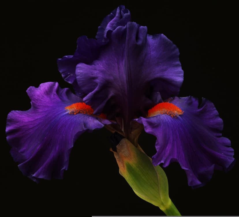 Purple iris flower with ruffled petals and bright orange beards centers against a solid black background.