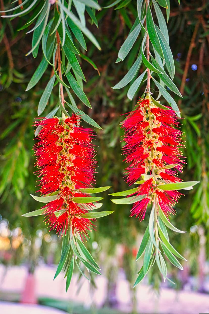 Two red bottlebrush flowers with yellow-tipped stamens hang among green leaves in soft outdoor sunlight.