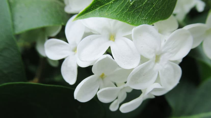 White lilac flowers with star-shaped petals in sharp focus against a blurred green leaf background in spring.