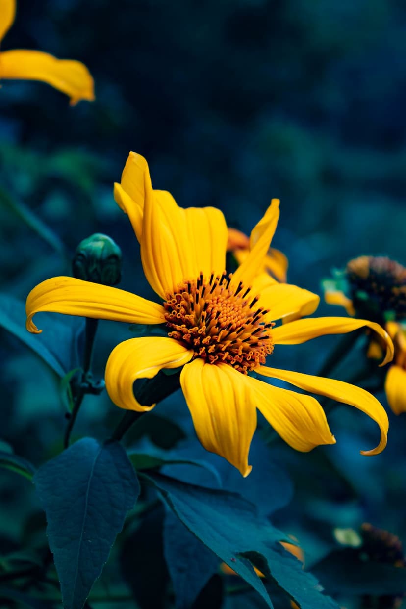 Yellow daisy with an orange center and elongated petals set against a dark, moody blue-green background.