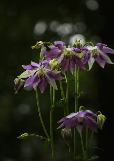 Purple Columbine Flowers Blooming in Soft Bokeh Light