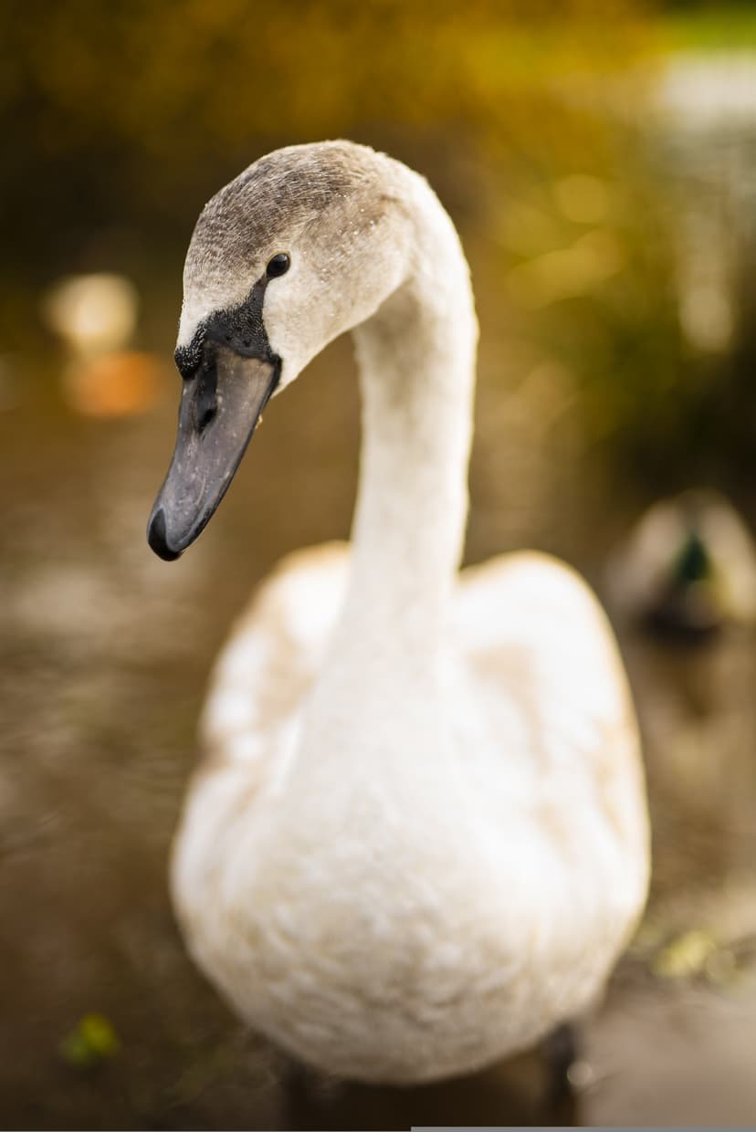 Young swan with soft gray plumage and a black facial mask tilts its head against a blurred green pond background.