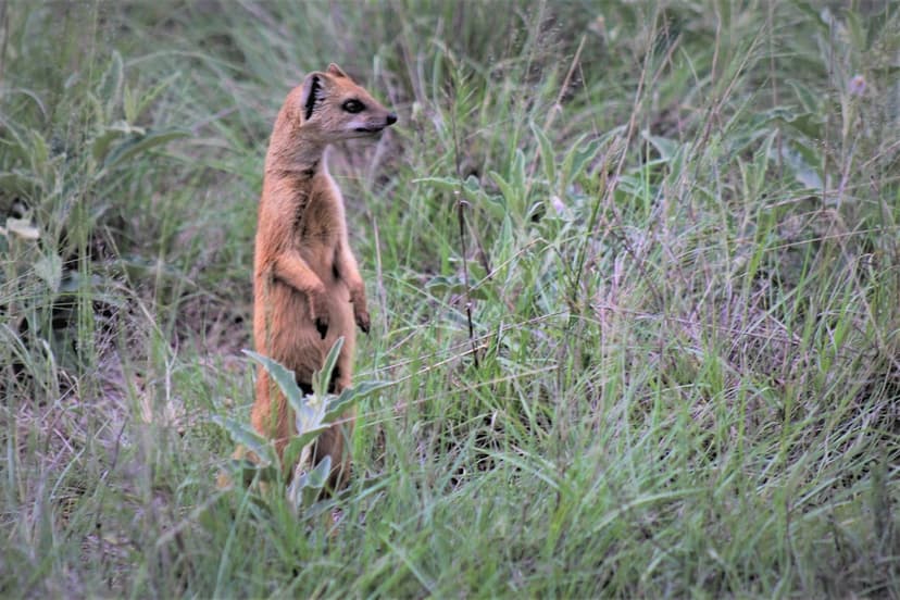 Yellow mongoose standing on hind legs in tall green grass, looking alertly toward the side in a sunny meadow.