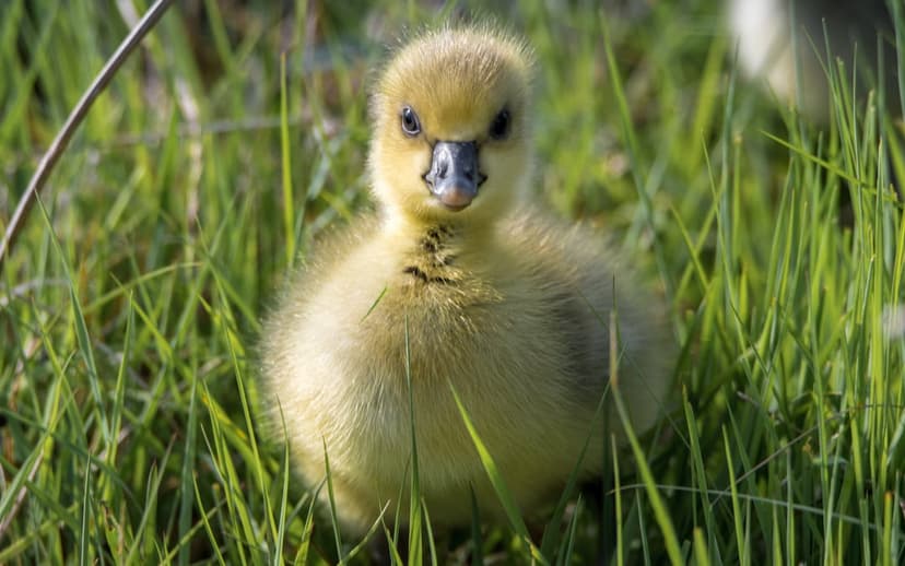Yellow gosling with soft downy feathers sits among vibrant green grass blades with a soft bokeh background.